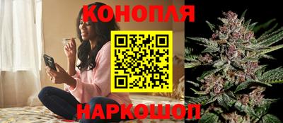 стаф Гай